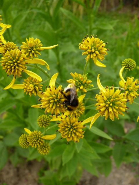 Verbesina alternifolia fleur